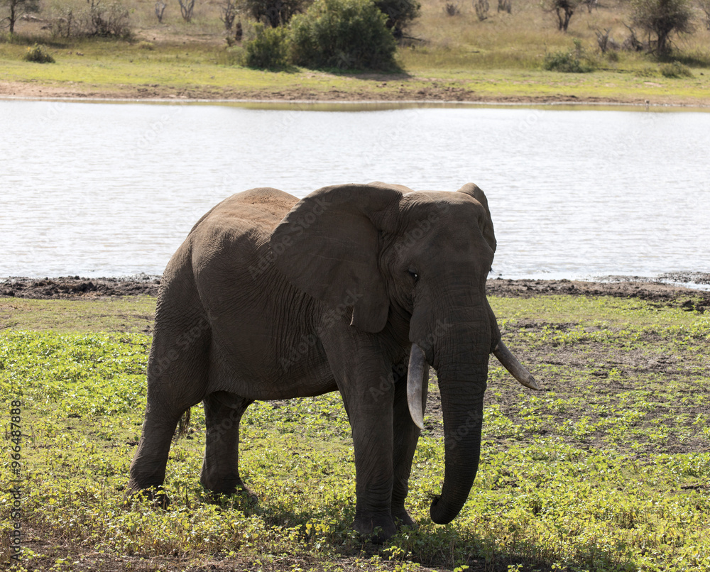 Fototapeta premium Lonely elephant in nature park