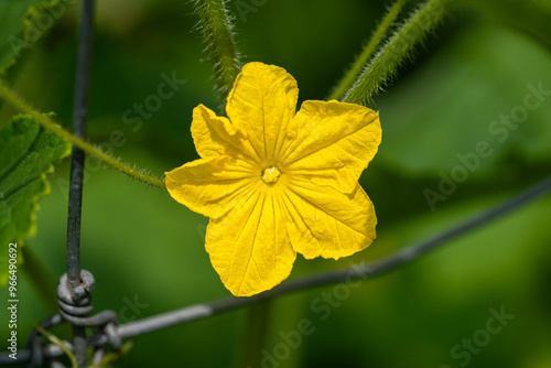 Yellow Flower