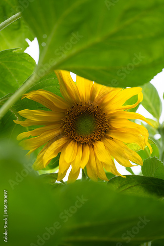 Yellow Sunflower