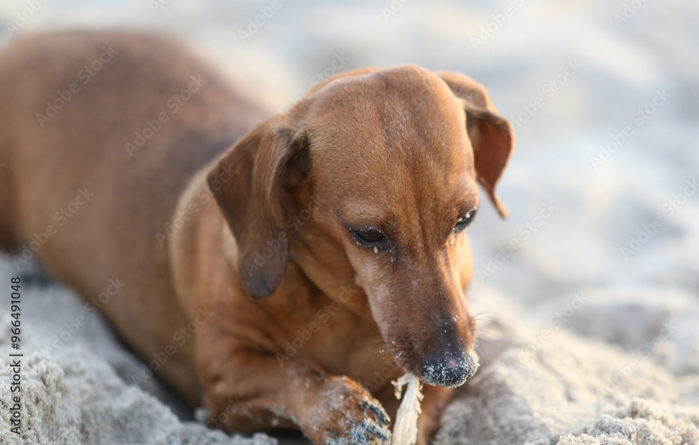 Dachshund playing and digging in the sand Dachshund playing and digging in the sand