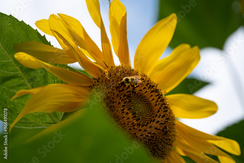 Bee on Sunflower