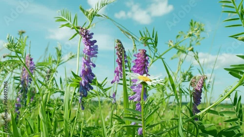 Purple Flower Vicia Cracca On A Meadow. Field Plants Bloom In Summer. Purple Flower Of Tufted Vetch Or Vicia Cracca. photo