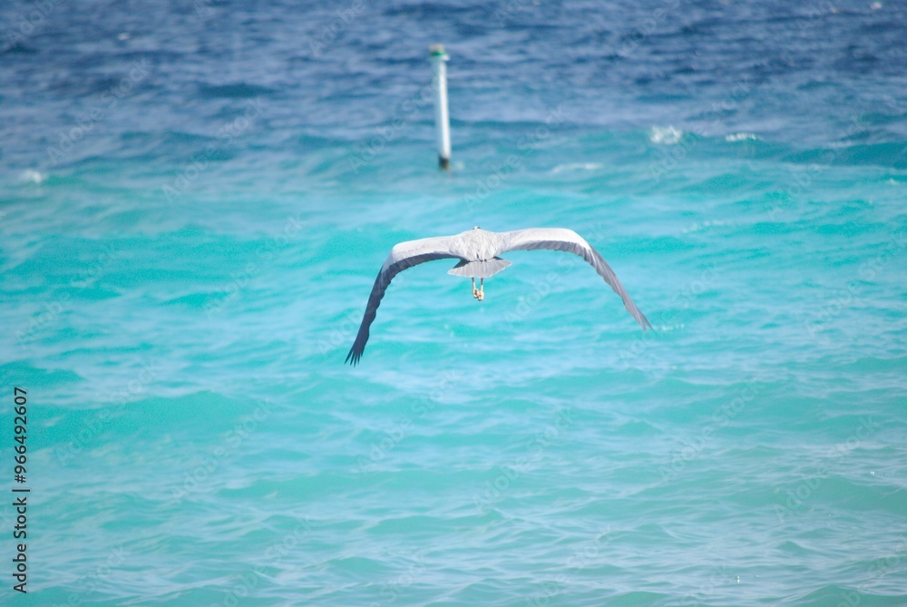 An Ardea cinerea, also known as Gray Heron, that I used to find near the shore of the beach of an island in the Maldives. Foto taken between July 17 and July 24, 2024. An Ardea cinerea, also known as Gray Heron, that I used to find near the shore of the beach of an island in the Maldives. Foto taken between July 17 and July 24, 2024.