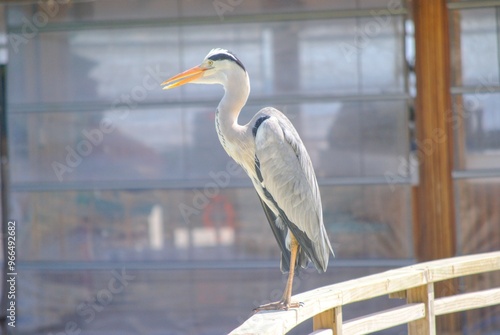 An Ardea cinerea, also known as Gray Heron, that I used to find near the shore of the beach of an island in the Maldives. Foto taken between July 17 and July 24, 2024. photo