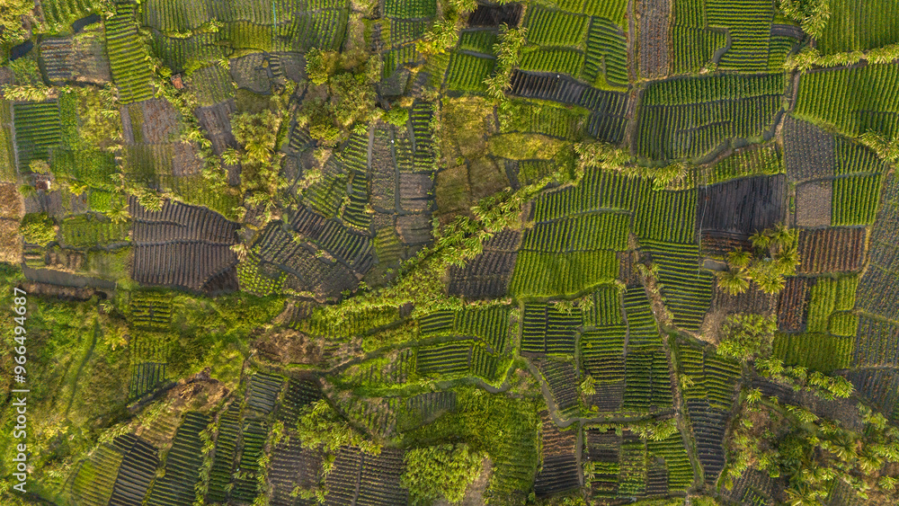 Fototapeta premium plantação vista de cima