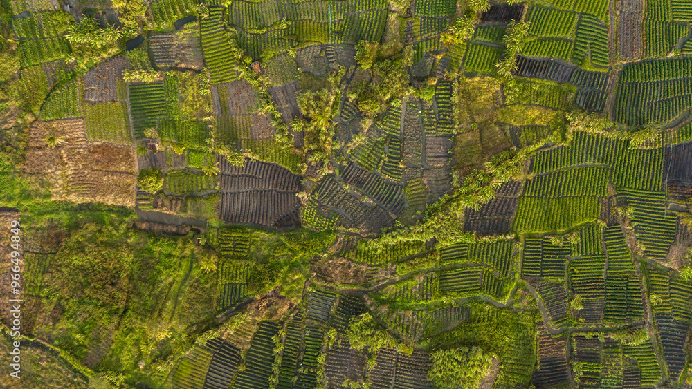 Fototapeta premium fazenda verde