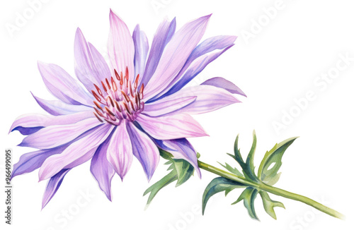 PNG Flower blossom dahlia petal. photo