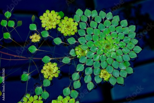 Foto Water chestnut plant in a pond in spring, Botanical garden, West Midlands, Engla