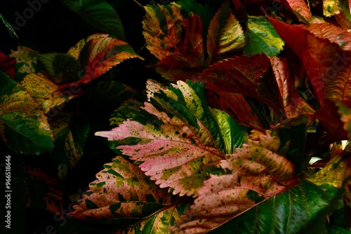 Closeup of a colourful copperleaf plant in spring, Botanical Garden, West Midlands, England, UK photo