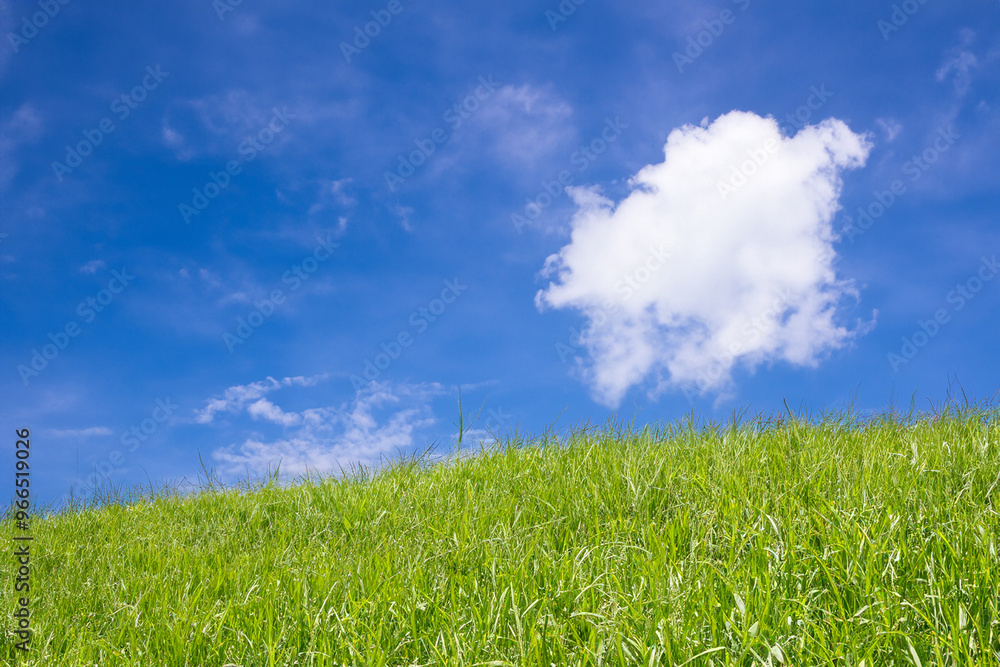 Lush green grass field under a bright blue sky with a single white cloud. Lush green grass field under a bright blue sky with a single white cloud.