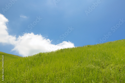 Lush green grass field under a blue sky with fluffy white clouds.