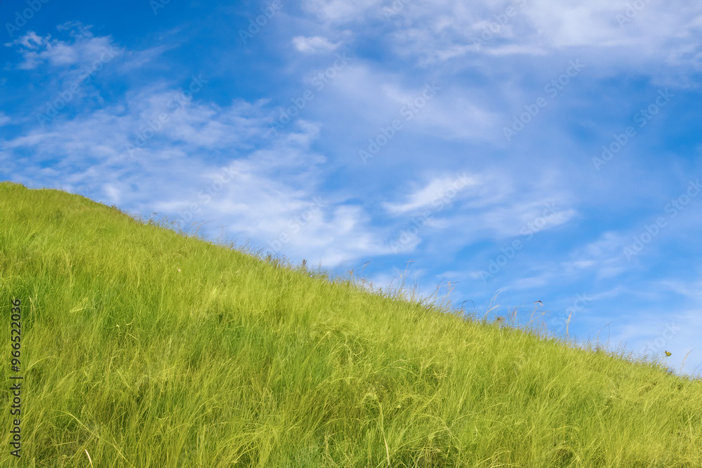 A grassy hillside stretches towards a clear blue sky with wispy white clouds. A grassy hillside stretches towards a clear blue sky with wispy white clouds.