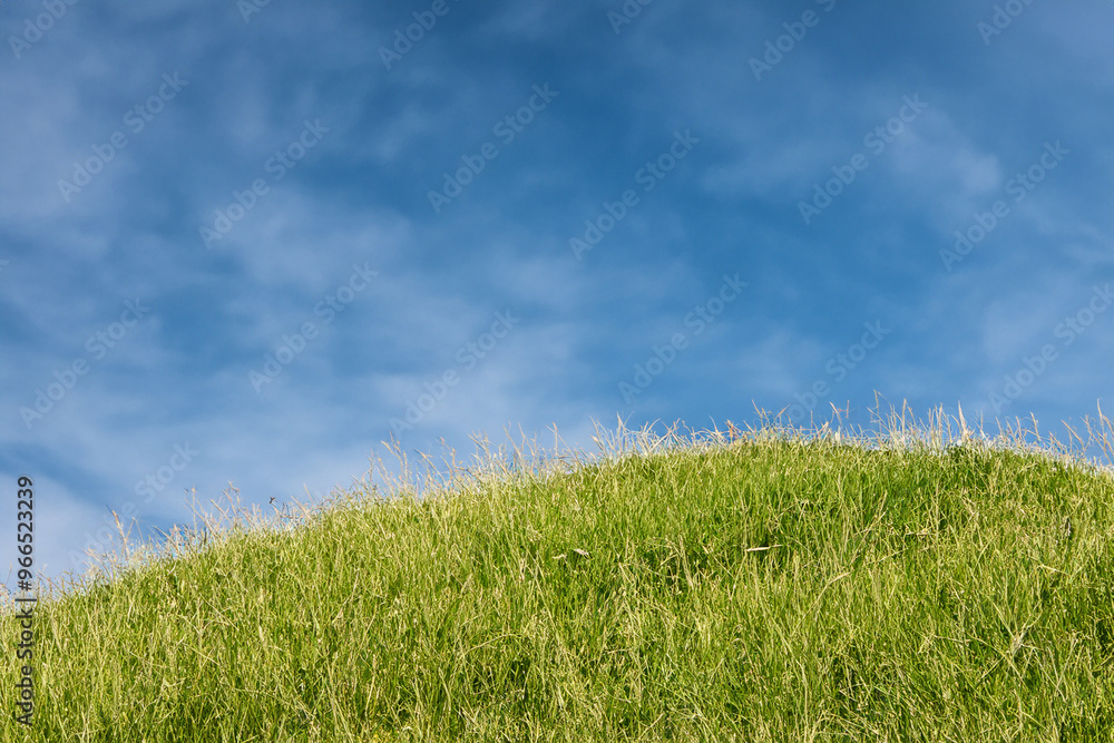 Lush green grass in front of a blue sky with white clouds. Lush green grass in front of a blue sky with white clouds.