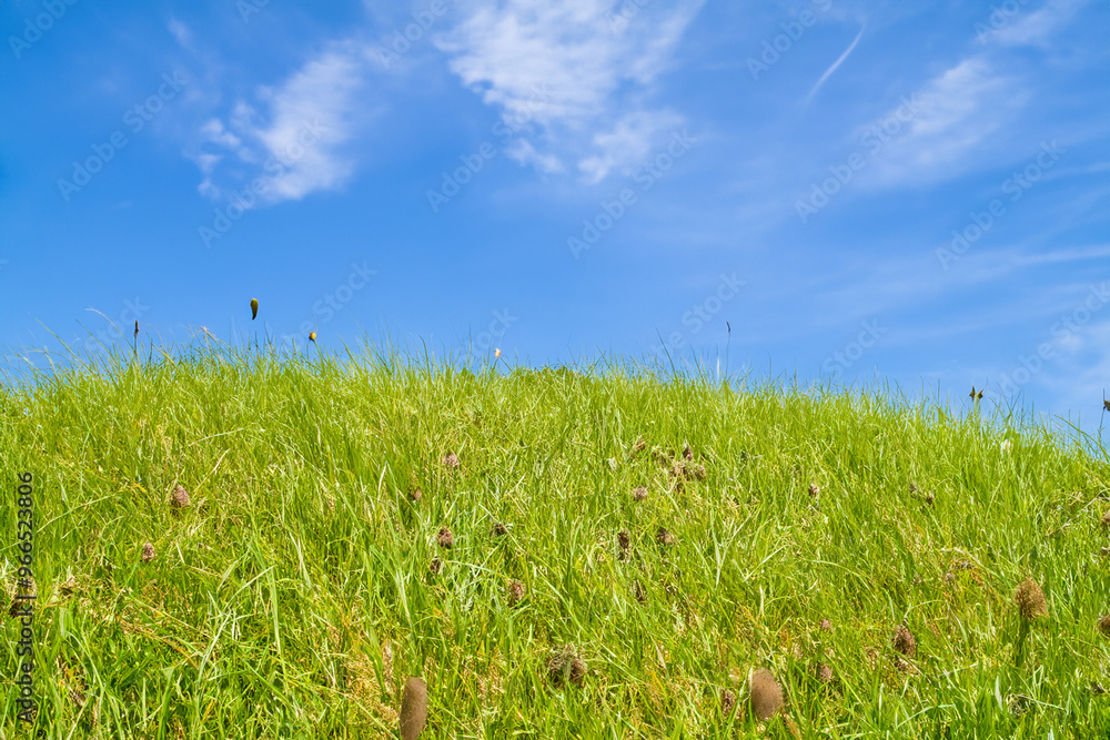 Lush green grass with brown seed pods against a blue sky with wispy clouds. Lush green grass with brown seed pods against a blue sky with wispy clouds.