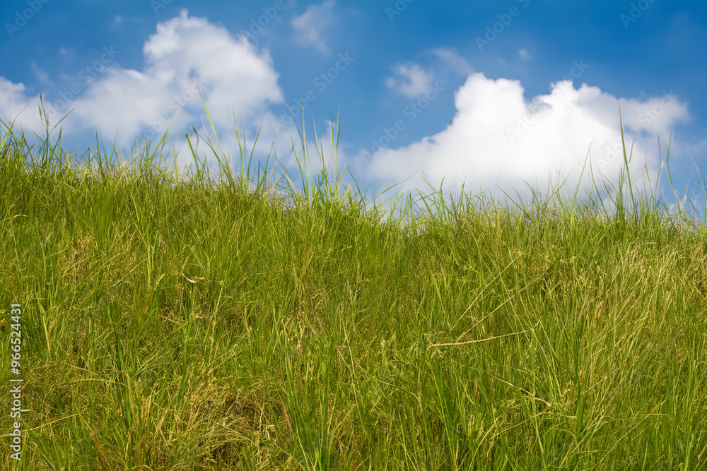 Tall green grass growing against a blue sky with white fluffy clouds. Tall green grass growing against a blue sky with white fluffy clouds.