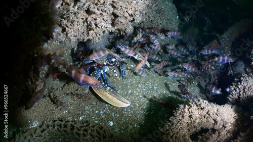 Blue Lobster in a wreckage hunting fishes - Atlantic France