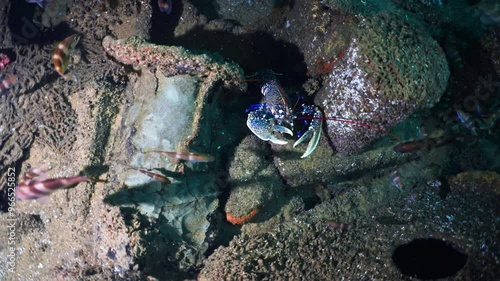 Blue Lobster in a wreckage - Atlantic France