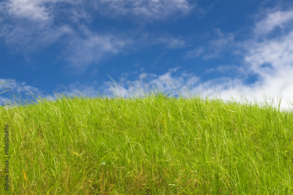 Green grass blowing in the wind against a blue sky with white clouds. Green grass blowing in the wind against a blue sky with white clouds.