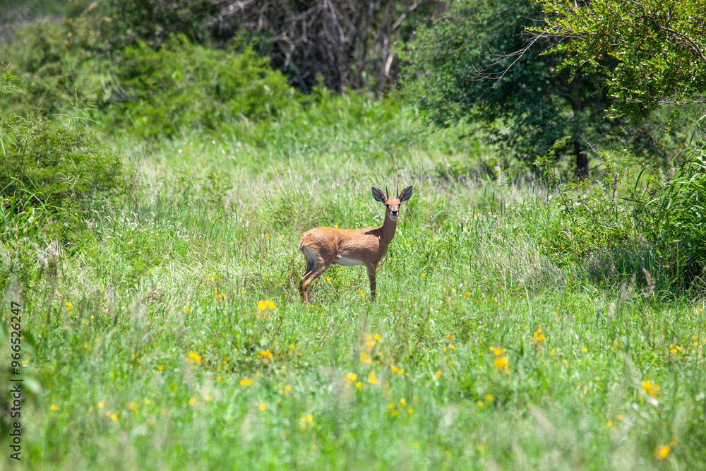 Steenbok standing in a grassy area Steenbok standing in a grassy area