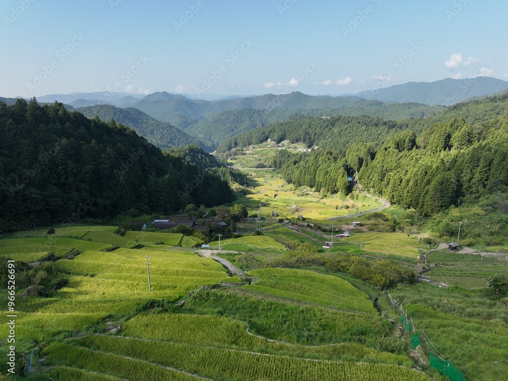 四谷千枚田、夏の早朝の風景を空撮 四谷千枚田、夏の早朝の風景を空撮