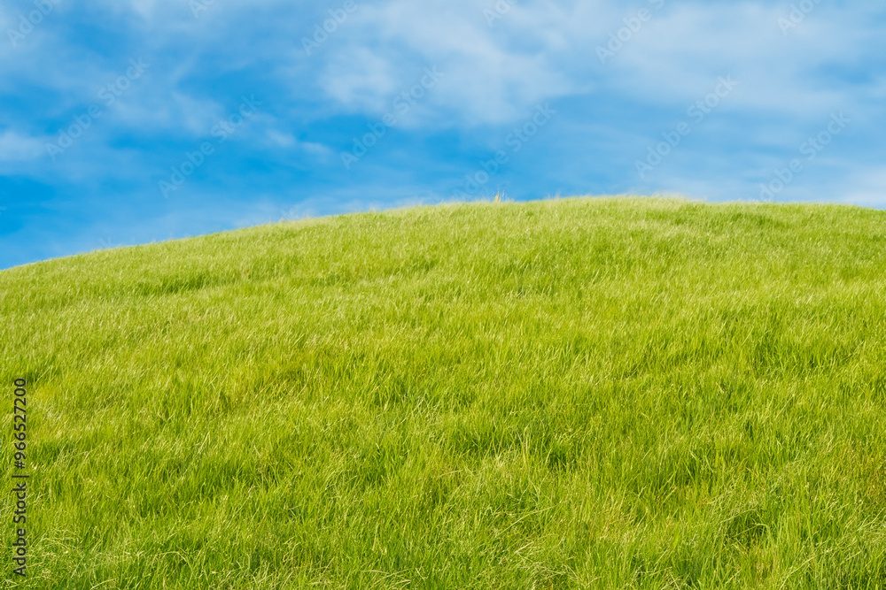 Green grassy hill with a blue sky and white fluffy clouds. Green grassy hill with a blue sky and white fluffy clouds.
