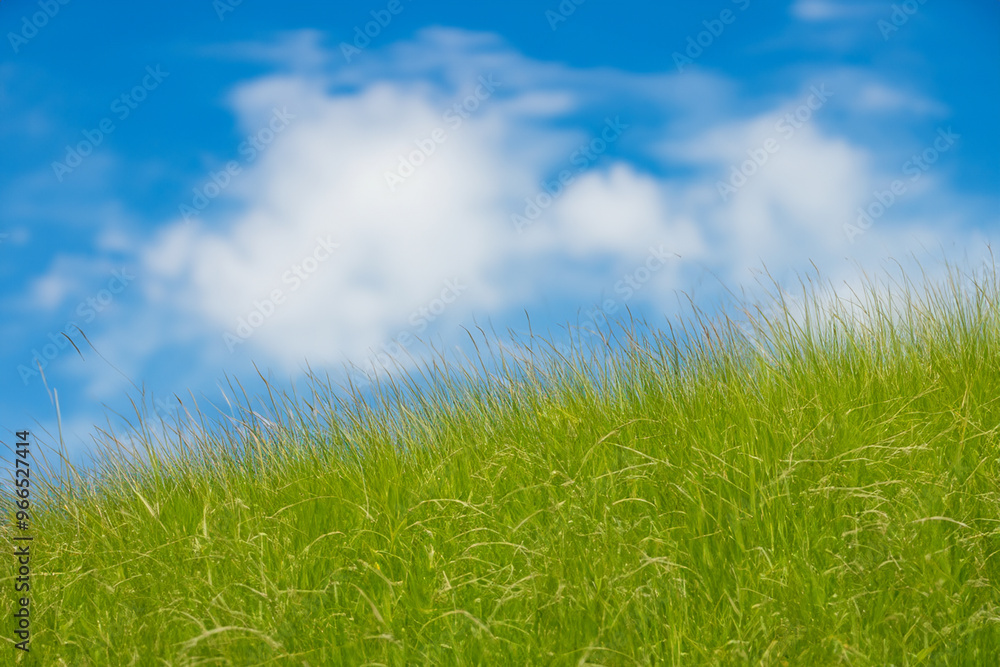 Lush green grass blowing in the wind against a blue sky with fluffy white clouds. Lush green grass blowing in the wind against a blue sky with fluffy white clouds.