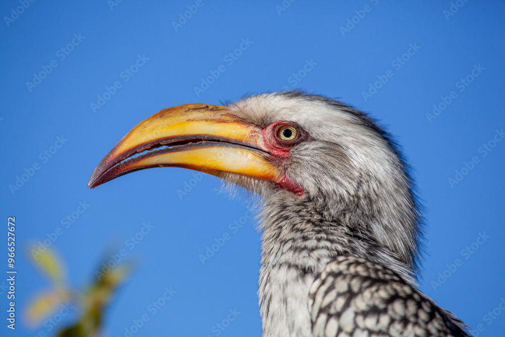 Southern Yellow-billed Hornbill head portrait, side profile Southern Yellow-billed Hornbill head portrait, side profile
