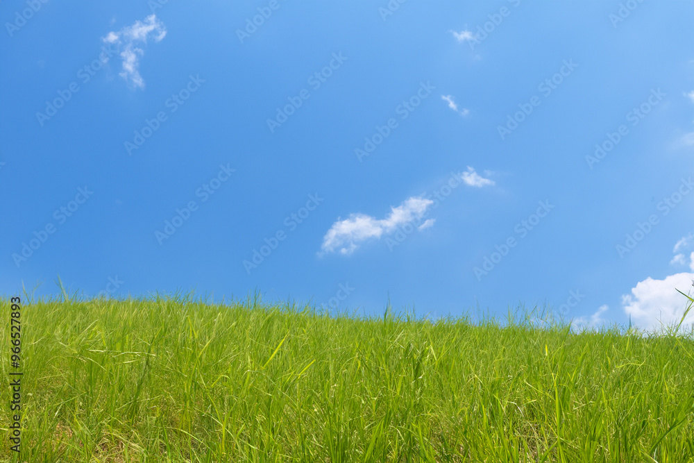 Lush green grass field against a bright blue sky with a few puffy white clouds. Lush green grass field against a bright blue sky with a few puffy white clouds.