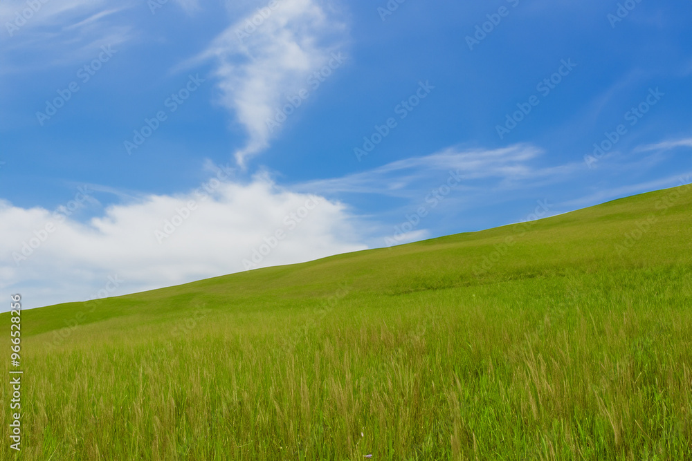 A vast field of green grass stretches towards a blue sky with wispy white clouds. A vast field of green grass stretches towards a blue sky with wispy white clouds.