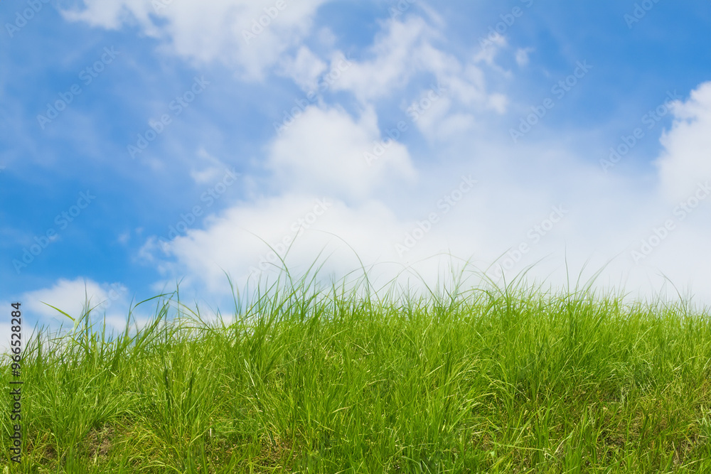 Lush green grass field against a backdrop of a blue sky with white clouds. Lush green grass field against a backdrop of a blue sky with white clouds.