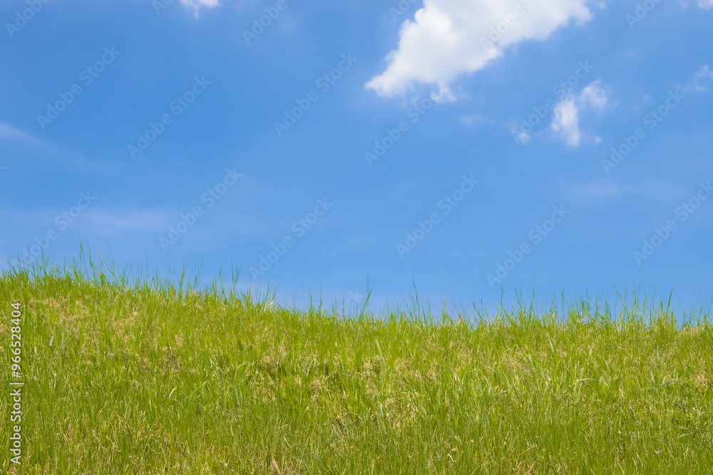 Lush green grass field against a clear blue sky with a few white clouds. Lush green grass field against a clear blue sky with a few white clouds.