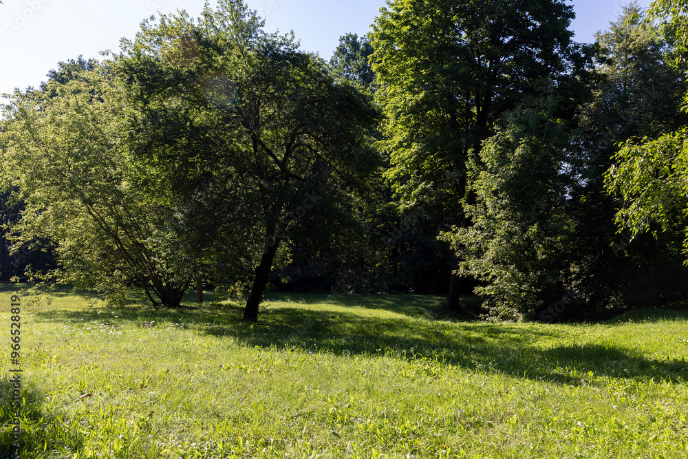 Mixed deciduous forest with green foliage in summer Mixed deciduous forest with green foliage in summer