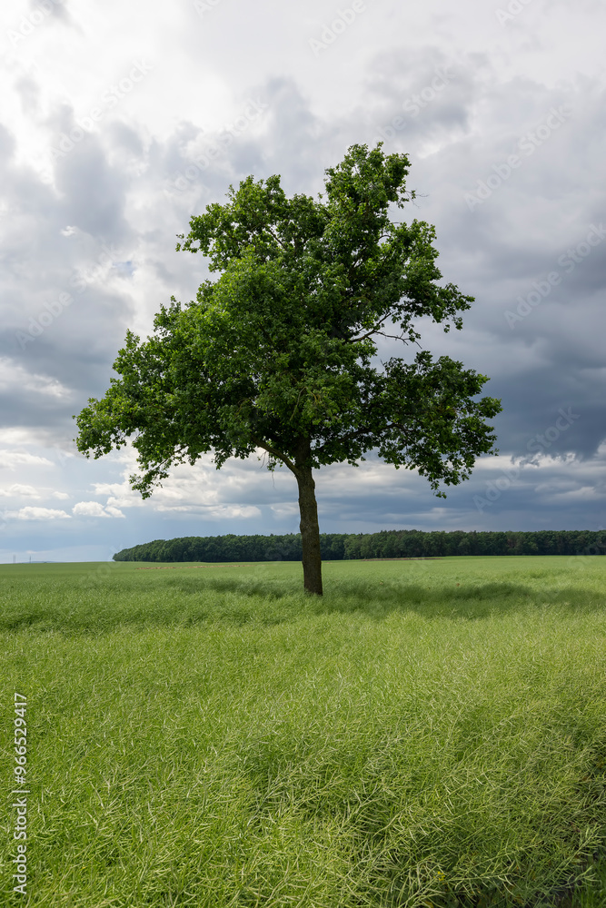 Fototapeta premium a tree growing in a rapeseed field in cloudy weather