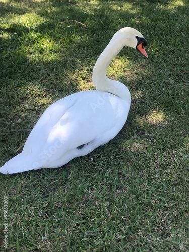 swan on the lake