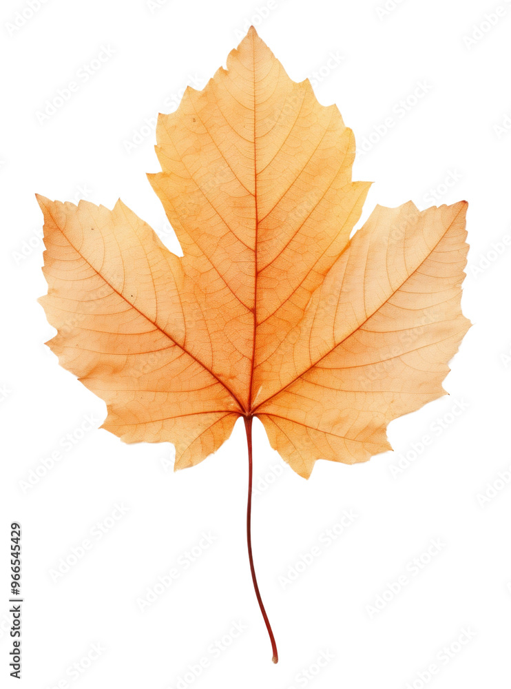 PNG Real Pressed a Autumn leaf autumn plant tree. PNG Real Pressed a Autumn leaf autumn plant tree.
