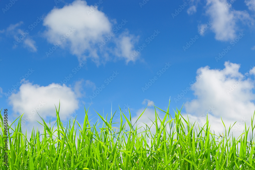 Closeup of green grass blades with a blue sky and white clouds in the background. Closeup of green grass blades with a blue sky and white clouds in the background.