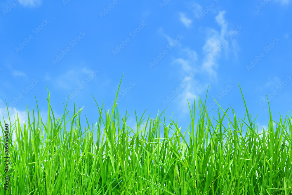 Vibrant green grass blades reaching up towards a bright blue sky with white clouds. Vibrant green grass blades reaching up towards a bright blue sky with white clouds.