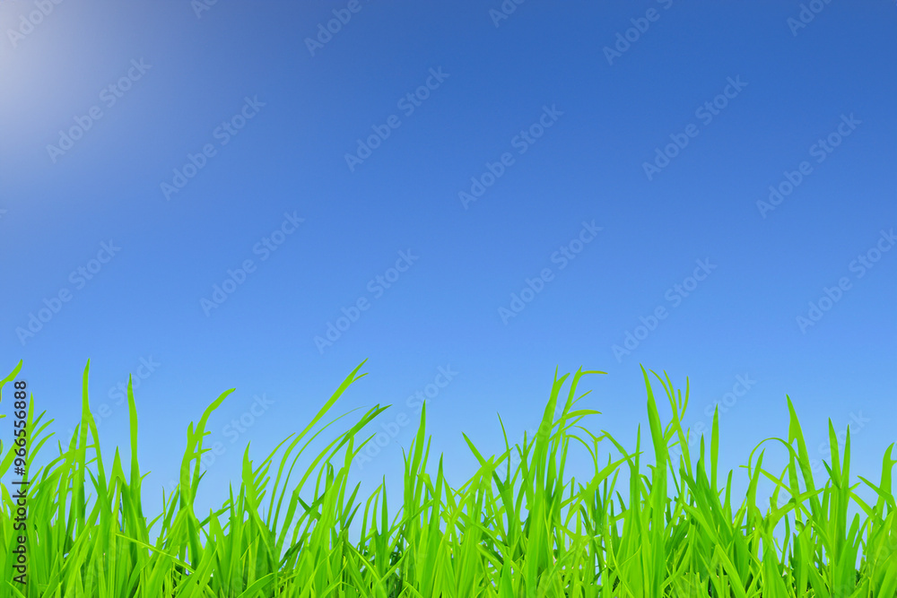 Green grass blades against a bright blue sky. Green grass blades against a bright blue sky.