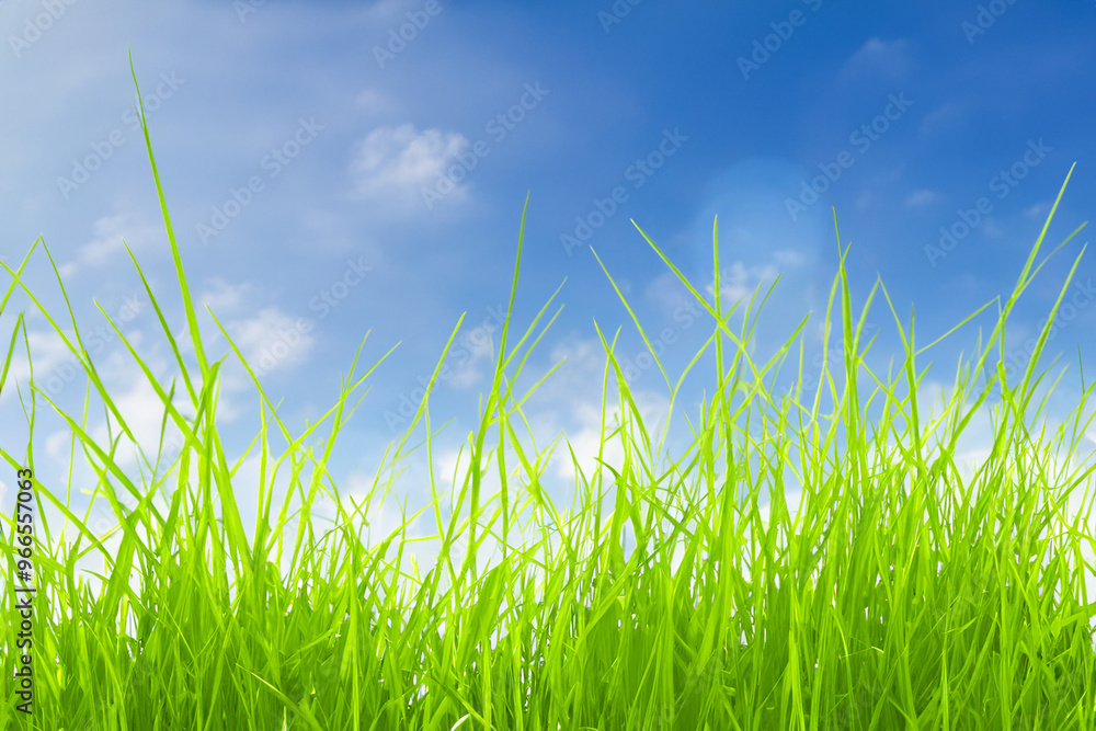 Close up of vibrant green blades of grass reaching up against a bright blue sky with white clouds. Close up of vibrant green blades of grass reaching up against a bright blue sky with white clouds.