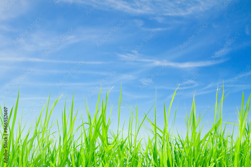Vibrant green blades of grass reach up towards a bright blue sky with wispy clouds. Vibrant green blades of grass reach up towards a bright blue sky with wispy clouds.