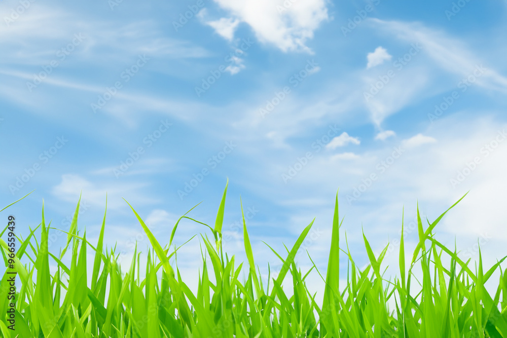 Close-up of vibrant green grass blades against a backdrop of a bright blue sky with wispy white clouds. Close-up of vibrant green grass blades against a backdrop of a bright blue sky with wispy white clouds.