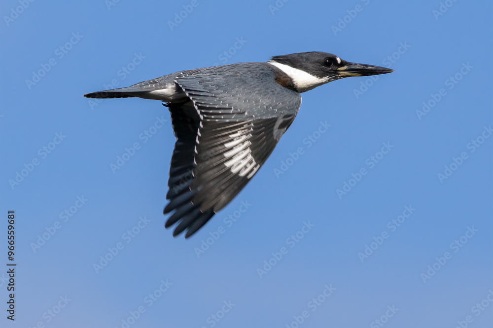 Obraz premium kingfisher in flight