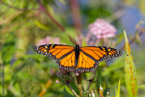 monarch butterfly on a flower photo