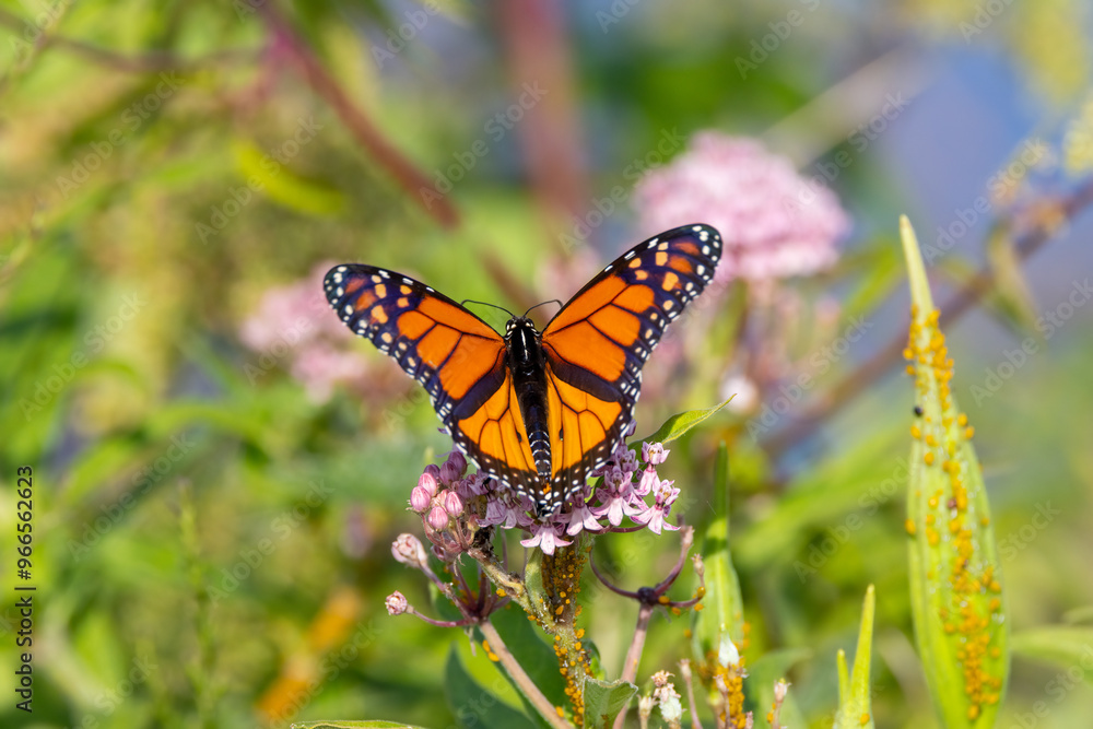 Naklejka premium monarch butterfly on a flower