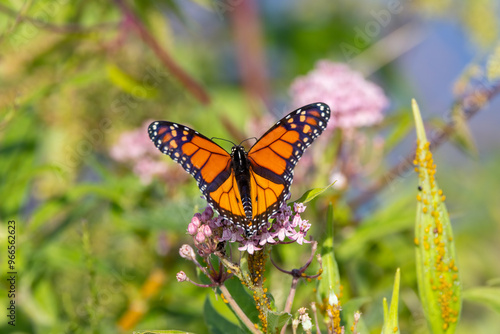 monarch butterfly on a flower