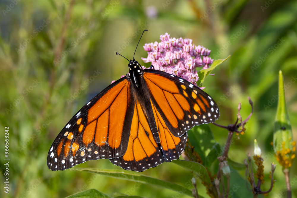 Fototapeta premium monarch butterfly on a flower