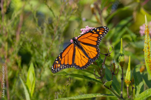 monarch on flower