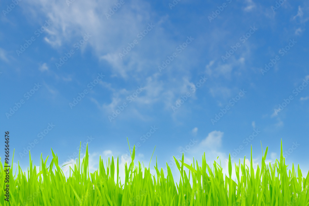 Lush green grass against a bright blue sky with white clouds. Lush green grass against a bright blue sky with white clouds.