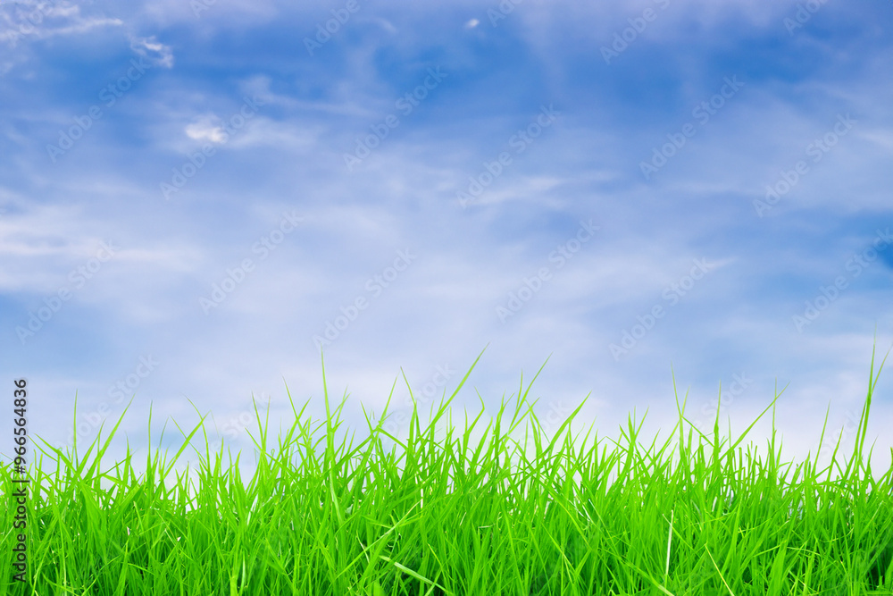 Lush green grass blades against a blue sky with white clouds. Lush green grass blades against a blue sky with white clouds.