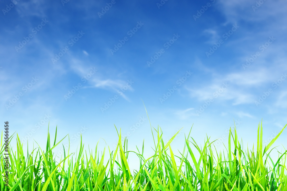Green grass blades against a blue sky with white clouds. Green grass blades against a blue sky with white clouds.
